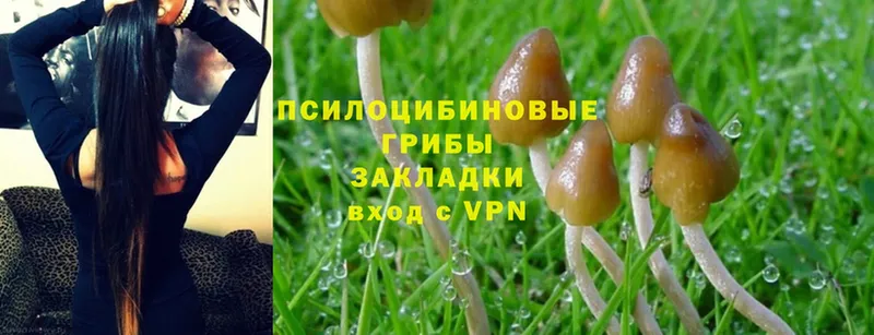 Псилоцибиновые грибы Psilocybe  наркотики  Грязи 